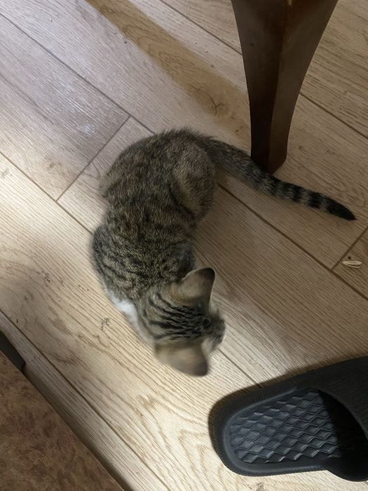 Отдам котенка в добрые руки