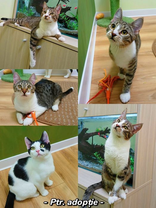 Pisoi minunați, vaccinati, deparazitați