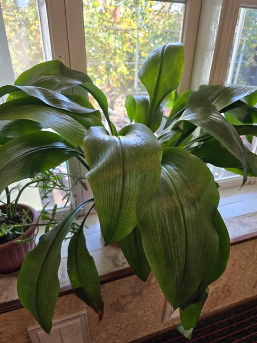 Цветы фикус продаются