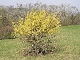 Puiet corn fructifer ( Cornus Mass) diferite inaltimi