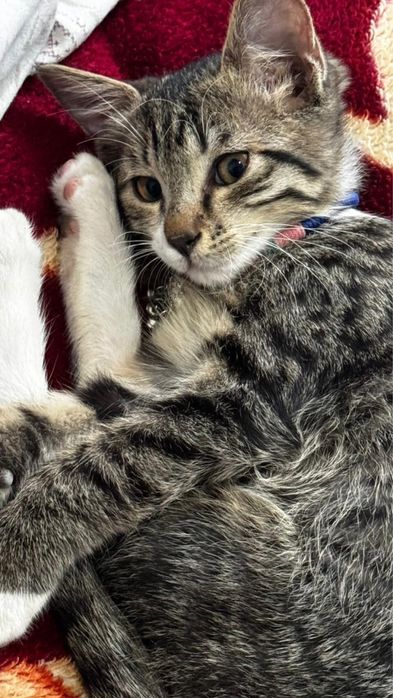 Үш айлық үй мысығы (ұрғашы) – Түркістан