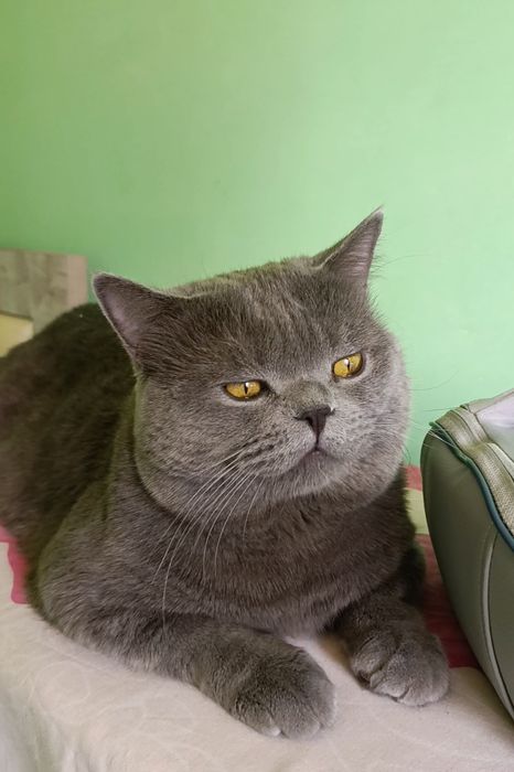 Вязка кота кушишга juftlashish