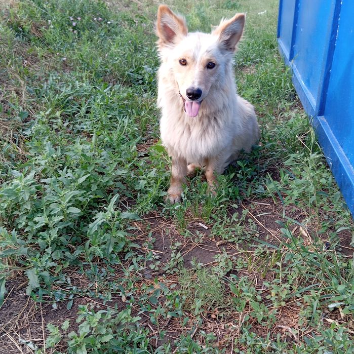 Отдам в хорошие руки молодого пёсика