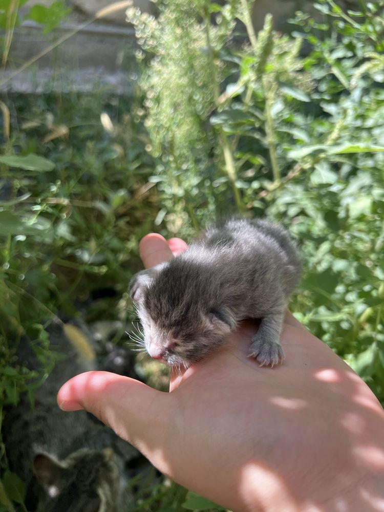 Кошка бесплатно