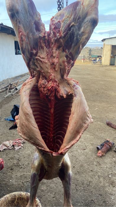 Жабагылар сатылады даланын