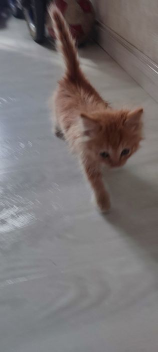 Chiroyli aqlli 2 oylik mushukcha hadyaga beriladi