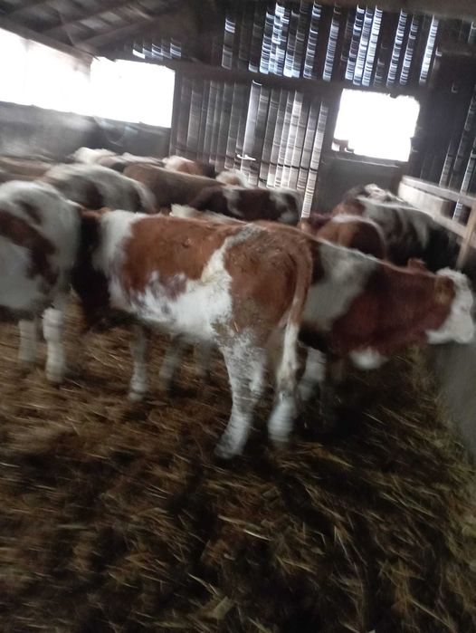 Viţei si vițele bălțată de carne