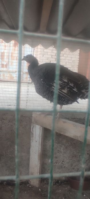 Мода Курка тезда сотилади