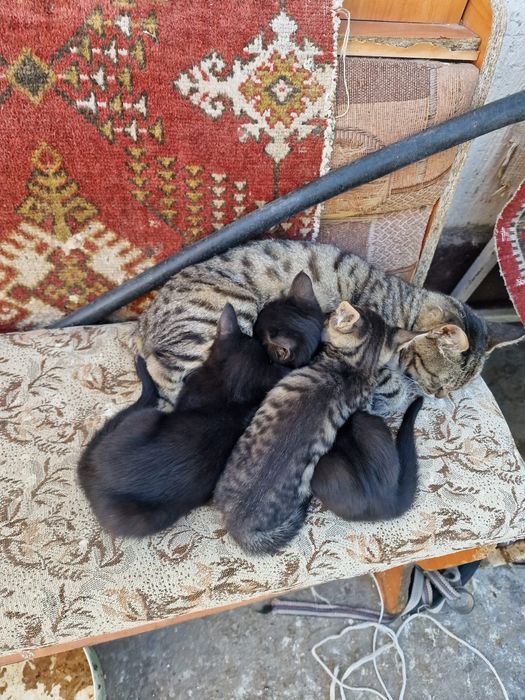 Отдам котят  БЕСПЛАТНО