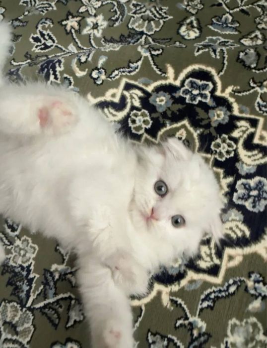 hayland fold sotiladi