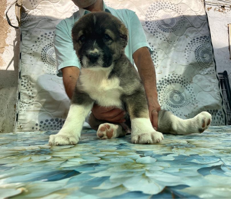 Щенок Алабая ( Супер Гигант ) чистокровный