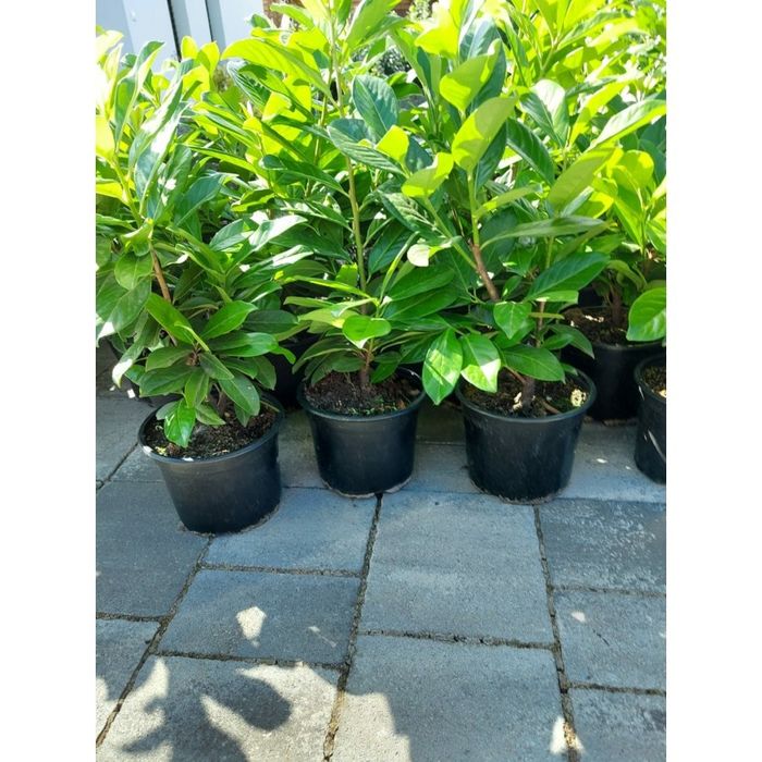 Laur Englezesc La Ghiveci