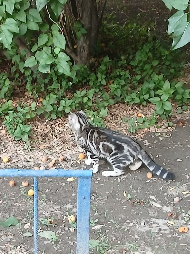 Котенок в добрые руки