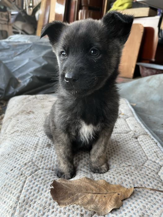 Donez spre adoptie pui din husky. Somova, Tulcea.