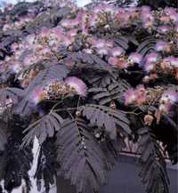 Arbore de matase albizia summer chocollate
