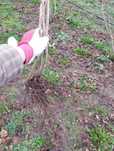 Plante Alun . Soiuri : Gentile Romana Nocchione Giffone. Prov. Italia