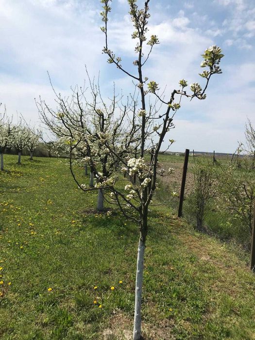 Teren 3000 mp cu pomi fructiferi