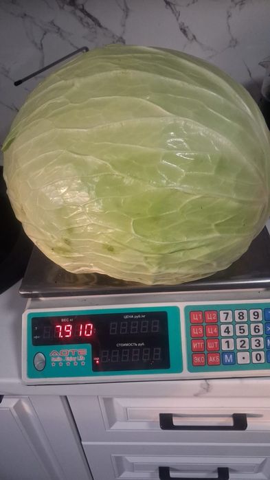 Продам капусту свежую