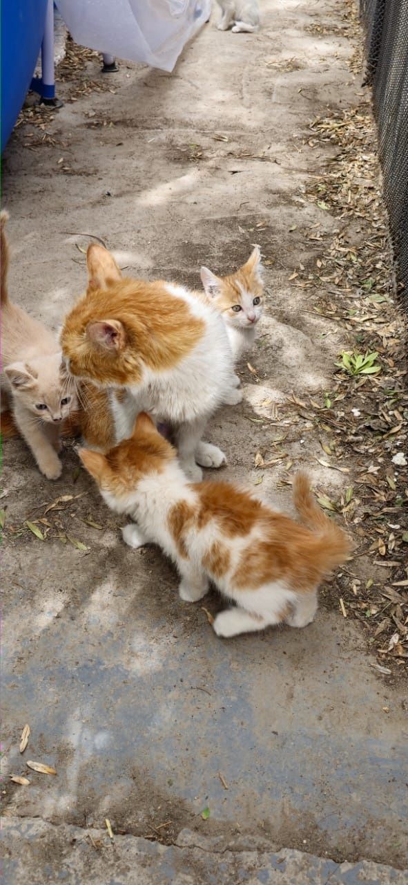 Котята  рыжие милые