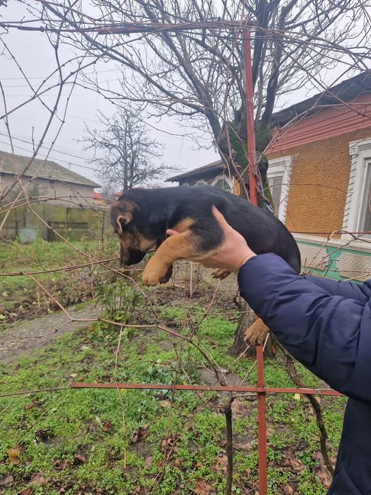 Ofer spre adopție un catelus cuminte