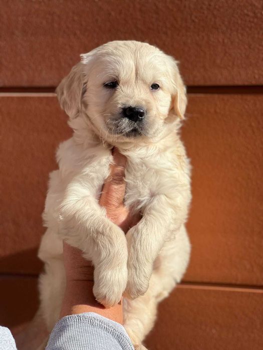 Голдън ретривър момче