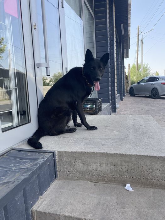 Отдам метисов от немецкой овчарки