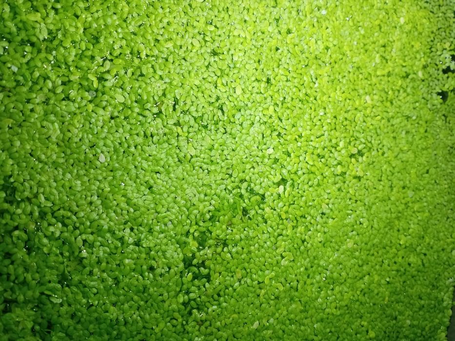 Ряска для аквариума