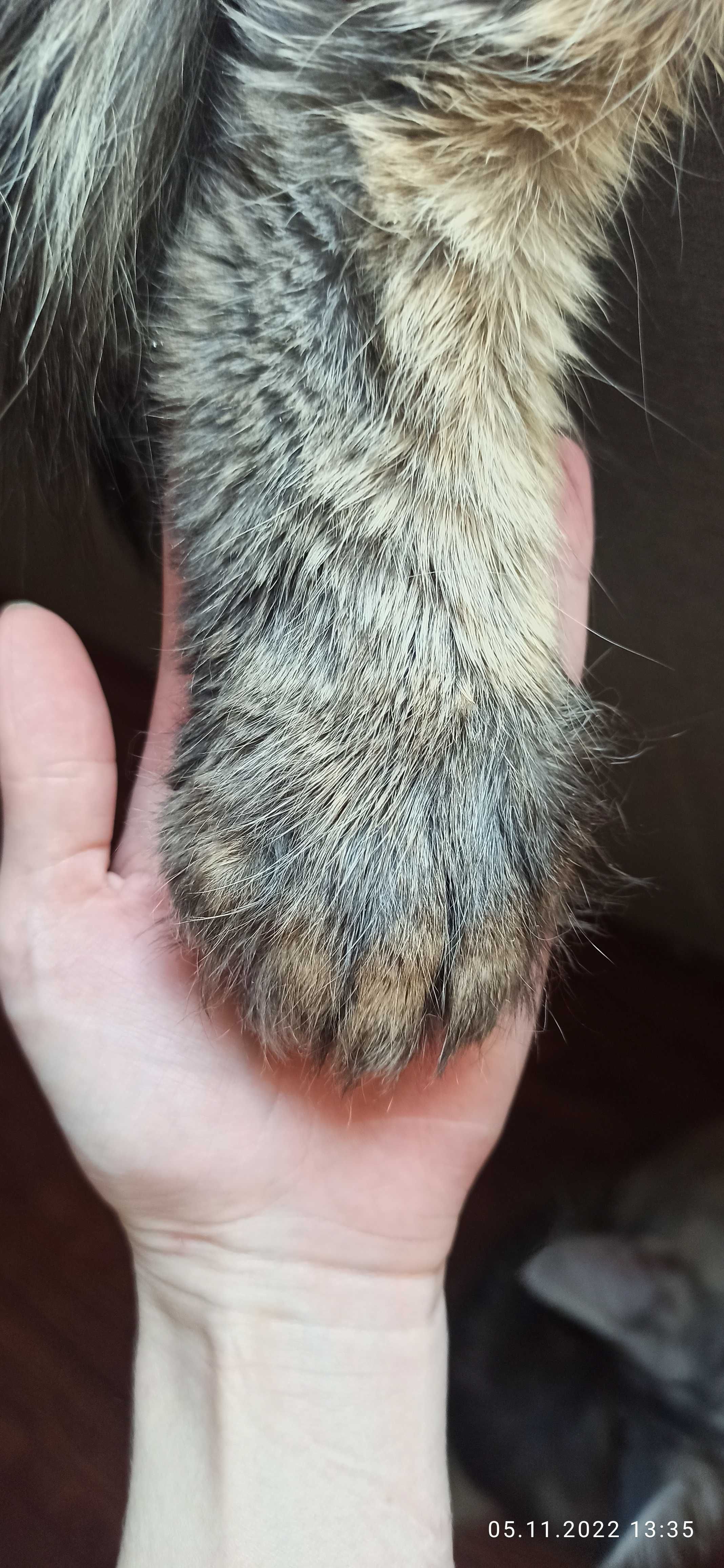 Кот Мейн-Кун полидакт вязка