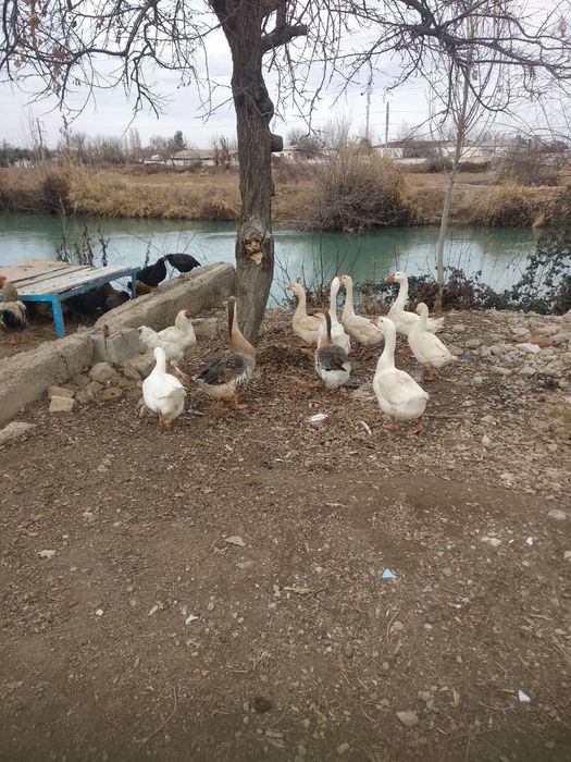 Продаю гусей годовалых  оптом и врозь