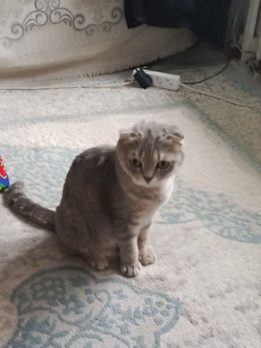 мысык шотландскый высолухый