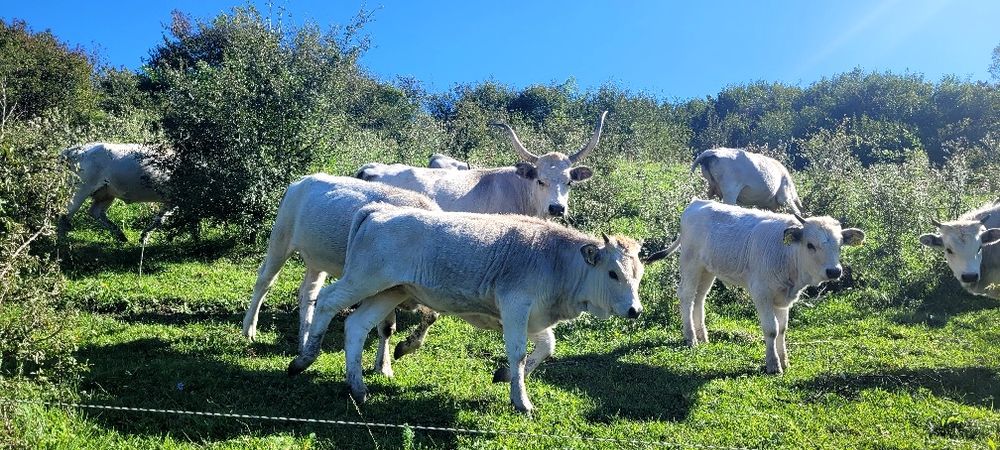 Sură de stepă Vițele și juninci disponibile