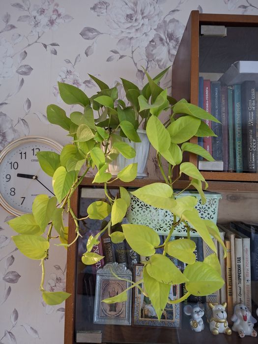 Продам сциндапсус неон