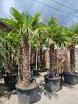 Maslin ,palmieri ,copaci ,plante ornamentale