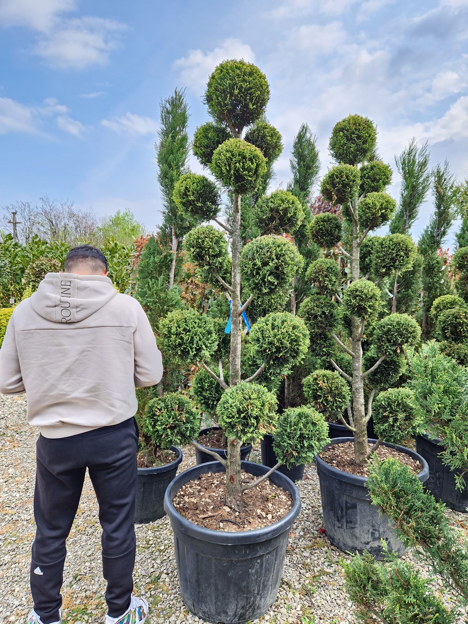 Bonsai, pon pon , spirale ( tuia spiralate, diferite forme )