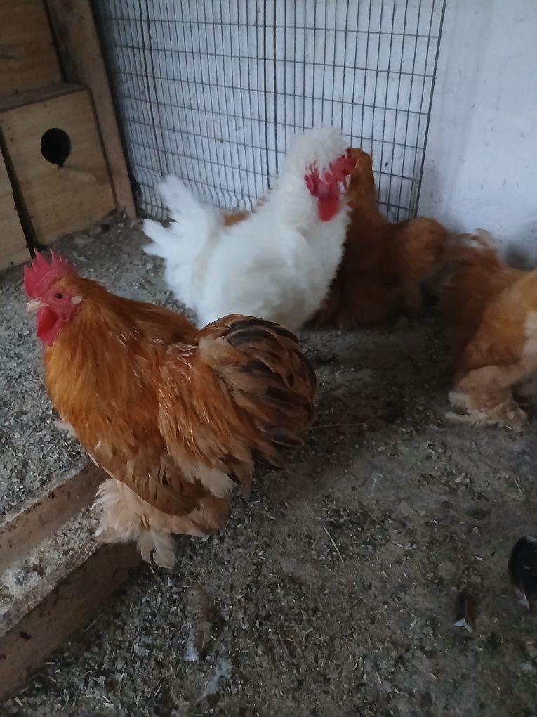 cocoși cochinchina pitic galben