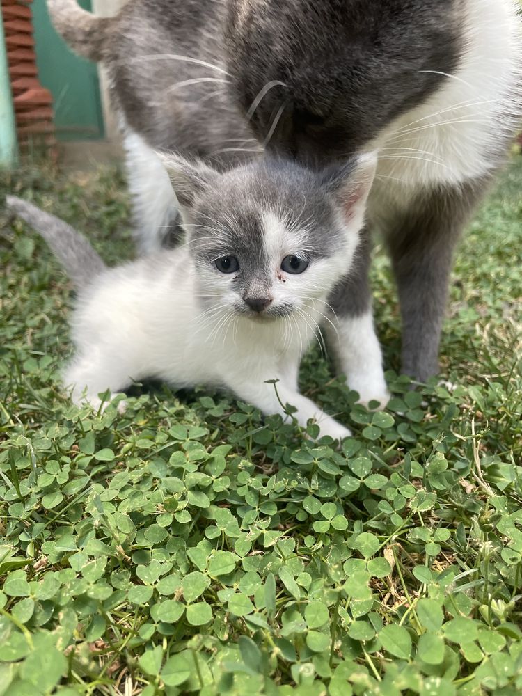 Две малки котета