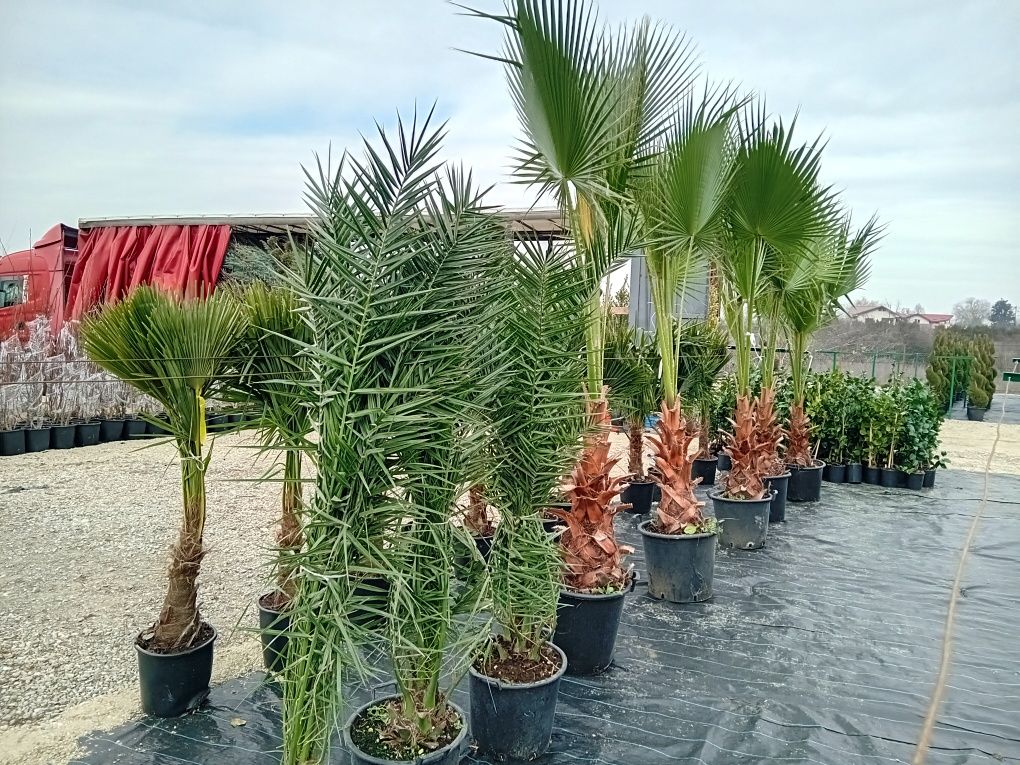 Palmieri Trachycarpus furtunei chiparosi leilandi