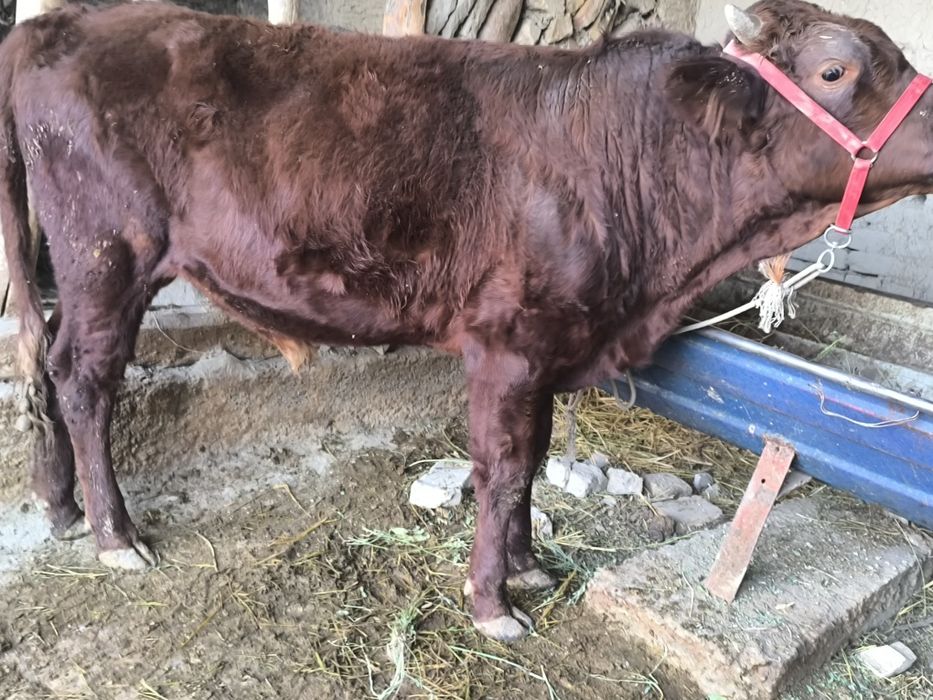 Buqa sotiladi endi 1 yosh bóldi