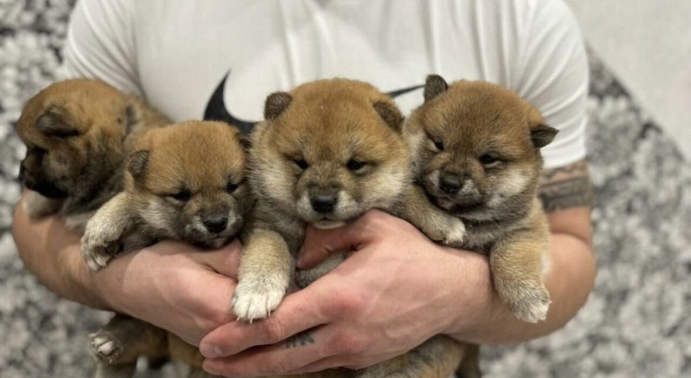 Мальчики и Девочки чудесные щенки Сиба Ину