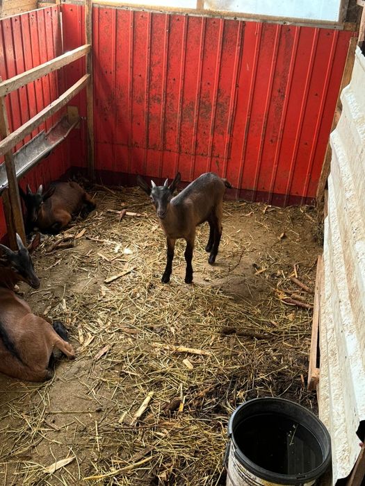 Iezi capra rasa alpina franceza