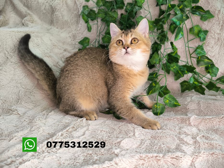 Vand fetita Scottish straight chinchilla ny25