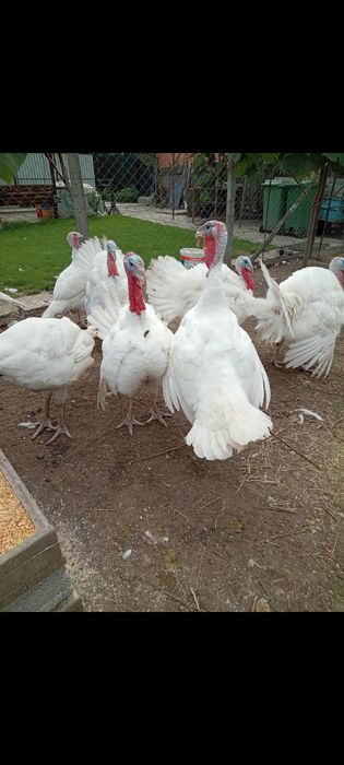 Vând Curcani si Curci