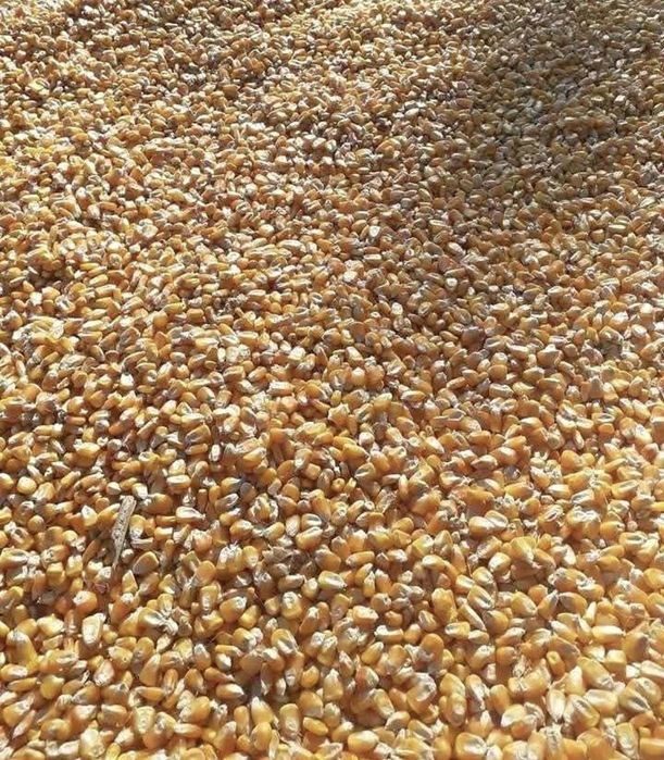 Porumb boabe 80 bani