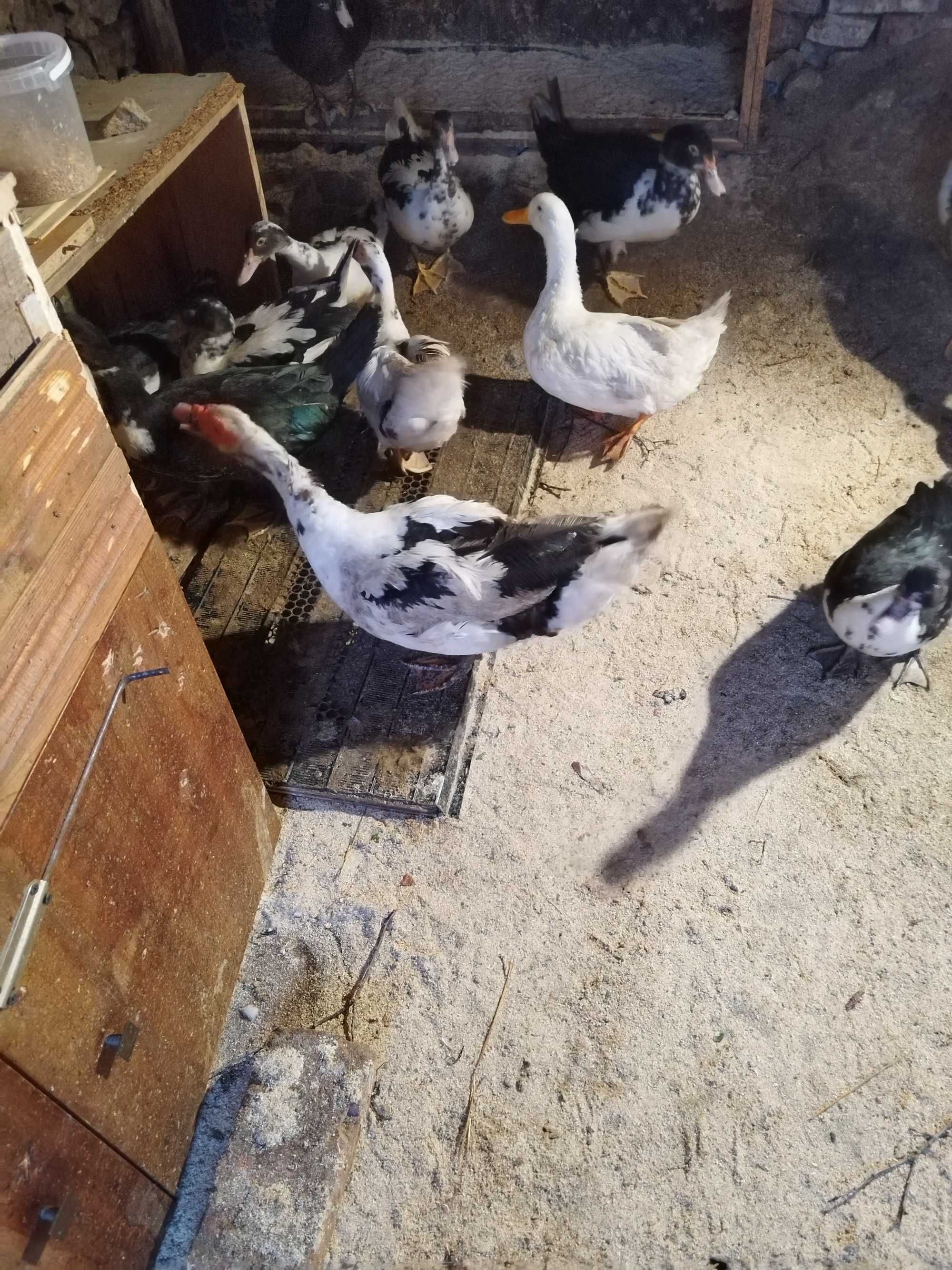 Продавам Неми патета