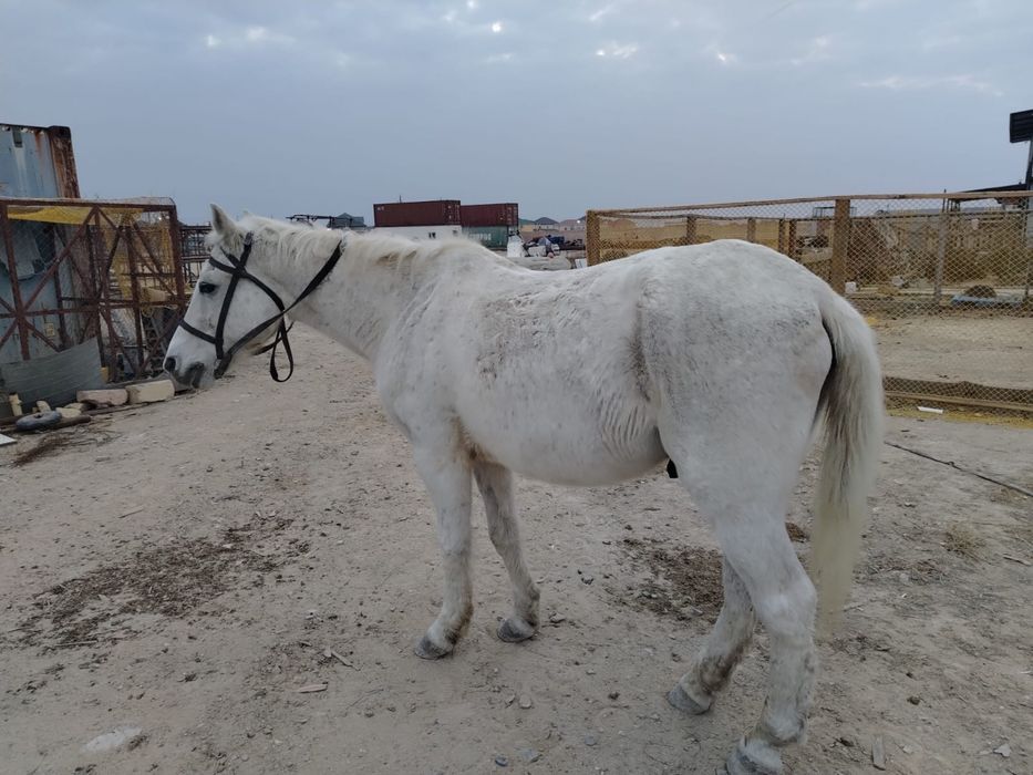 Продается лошадь