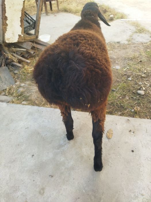 Бокишга вохани кучкори сотилади.