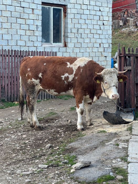 Vând junincă însămânțată