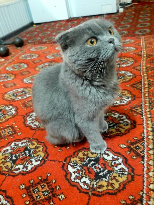 Scottish Fold, sotiladi!