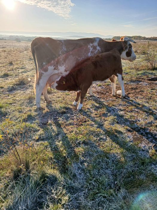 Vând vaca cu vitea