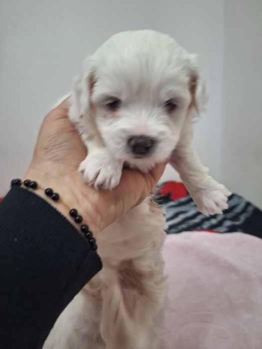 CATEII BICHSONI MALTEZI 5 săptămâni cautam stăpâni noi .suntem jucăuși